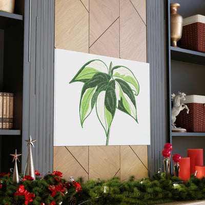 Philodendron 'Cream Splash' Canvas