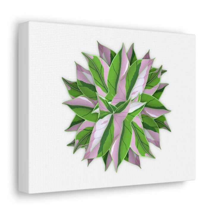 Tricolor Syngonium Canvas - Durable Canvas Art Print With Matte Finish & Botanical Design - Laura Christine Photography & Design