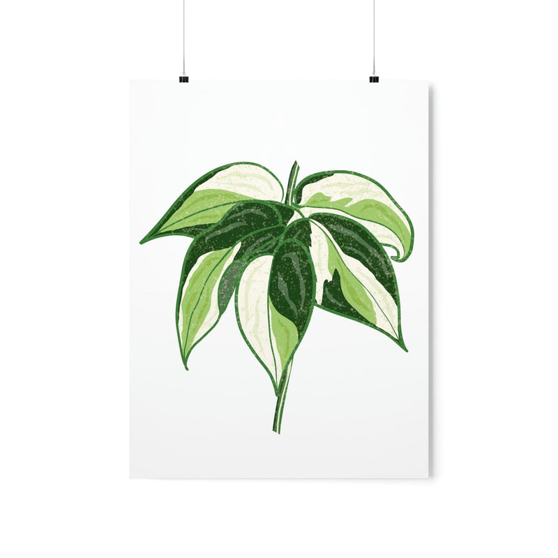 Philodendron &