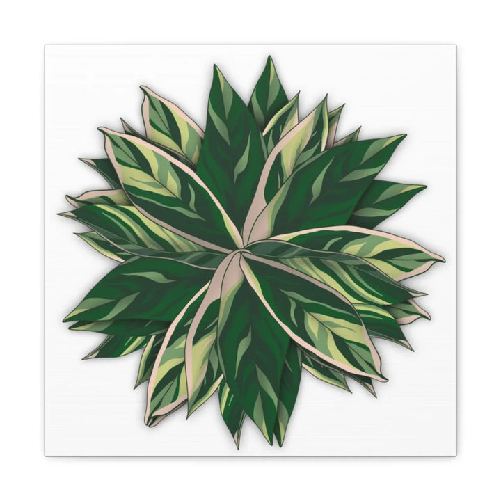 Stromanthe Triostar Canvas - Pastel Stripe Canvas Art Print With Vivid Color Artwork - Laura Christine Photography & Design