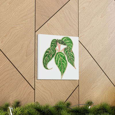 Aglaonema Sparkling Sarah Plant Canvas