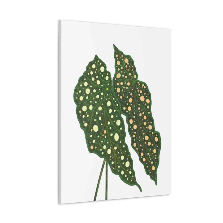 Begonia Maculata Canvas | Premium Canvas Art Print - Matte Finish, Durable Wall Decor