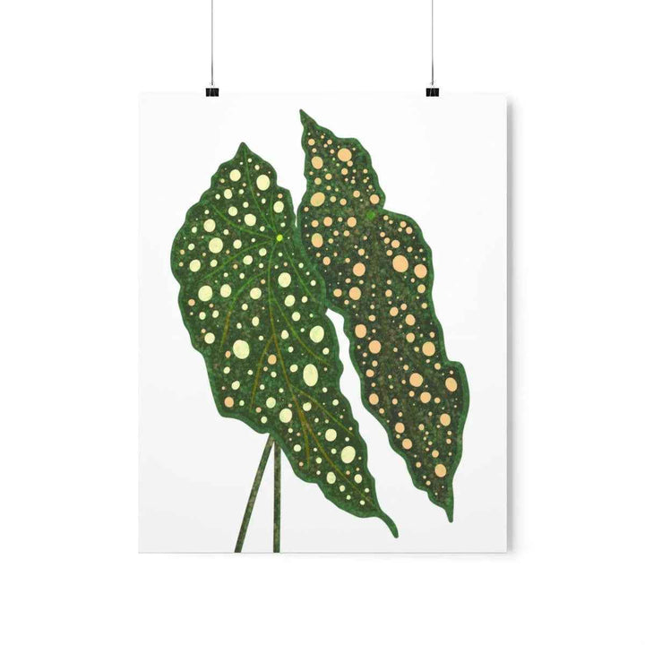 Begonia Maculata Print - Botanical Wall Art on Museum Grade Paper | Matte Finish Unframed