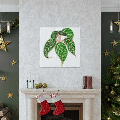 Aglaonema Sparkling Sarah Plant Canvas