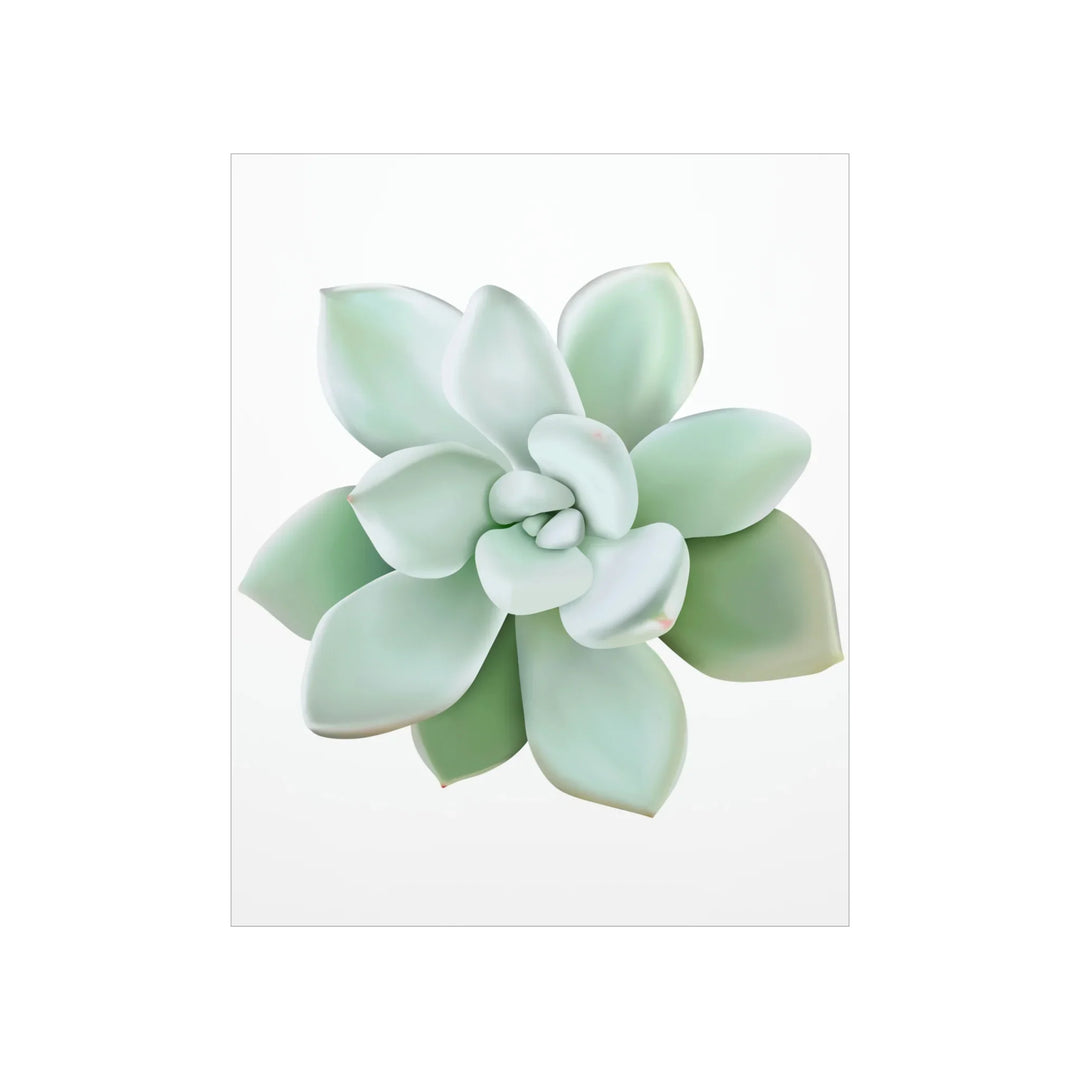 Succulent Wall Art - Pachyveria Haagei Botanical Poster on Museum Grade Paper