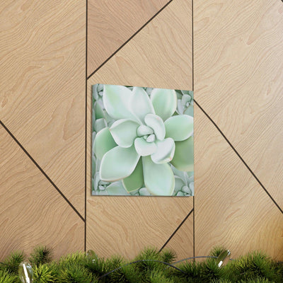 Pachyveria Haagei Succulent Pattern Canvas, Canvas, Printify, Art & Wall Decor, Canvas, Hanging Hardware, Home & Living, Indoor, Laura Christine Photography & Design, laurachristinedesign.com