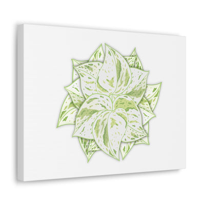 Snow Queen Pothos Canvas