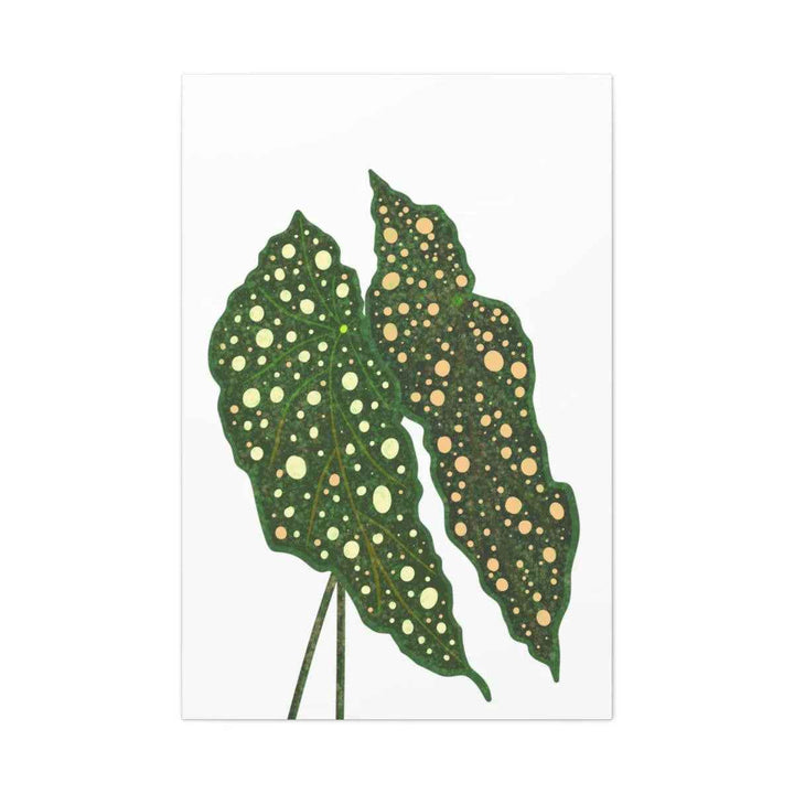 Begonia Maculata Canvas | Premium Canvas Art Print - Matte Finish, Durable Wall Decor