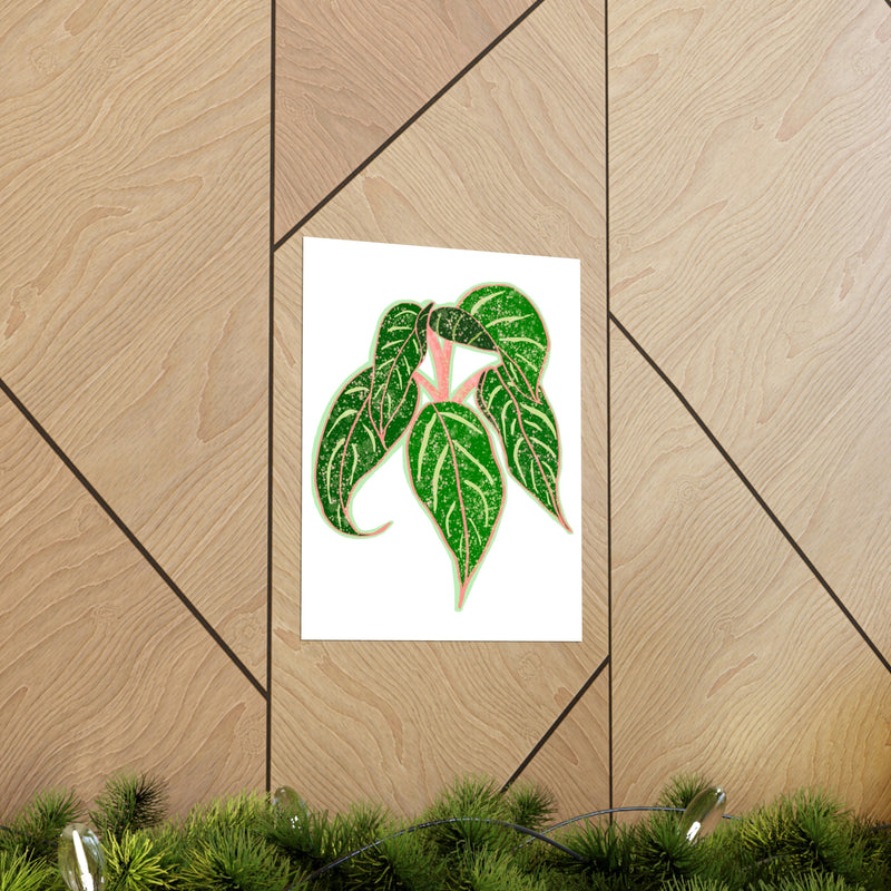 Aglaonema Sparkling Sarah Print