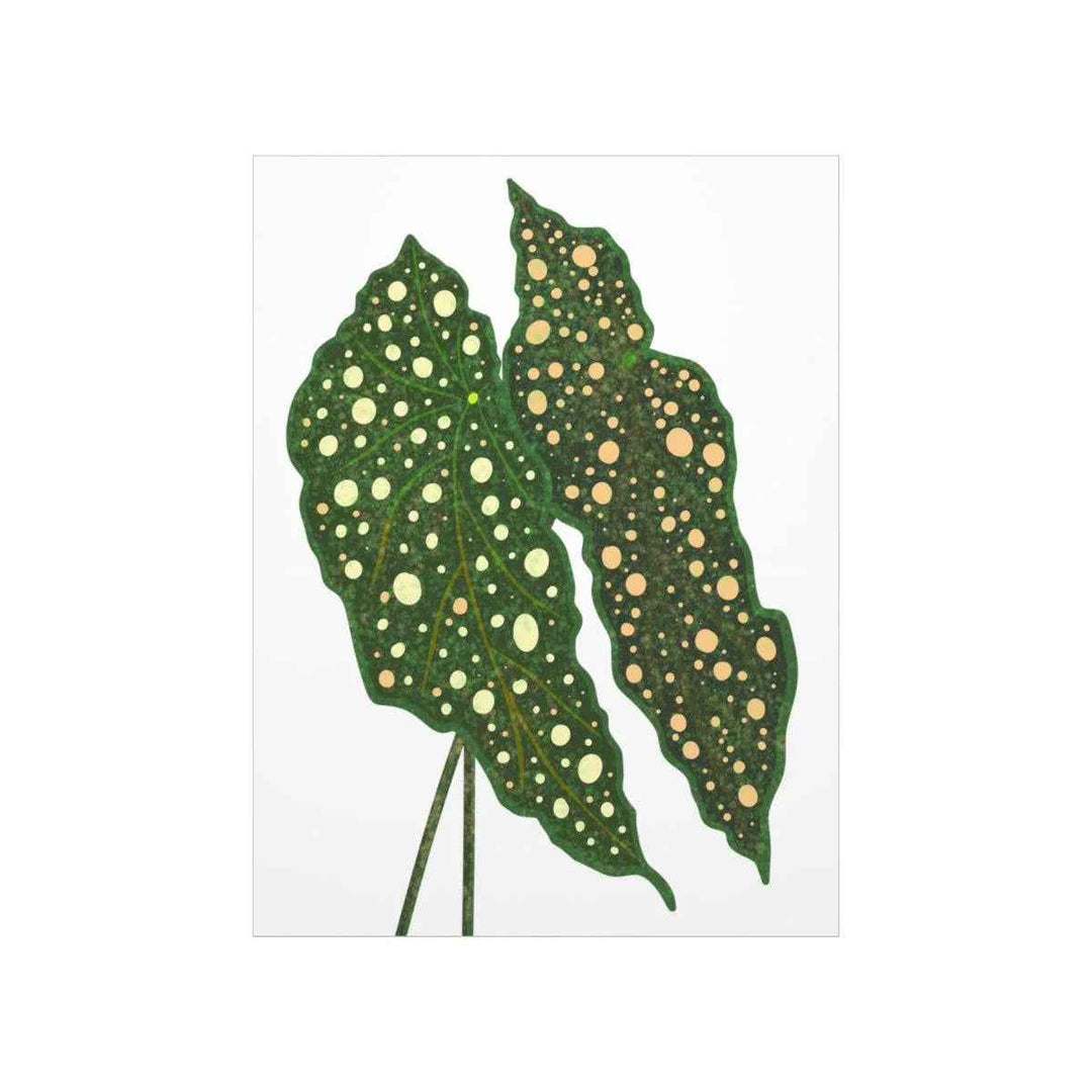 Begonia Maculata Print - Botanical Wall Art on Museum Grade Paper | Matte Finish Unframed