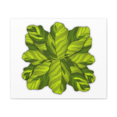 Calathea Yellow Fusion Canvas