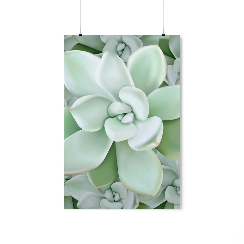 Pachyveria Haagei Succulent Pattern Print, Poster, Printify, Back to School, Home & Living, Indoor, Matte, Paper, Posters, Valentine&