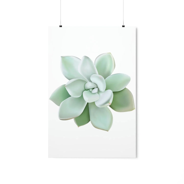 Succulent Wall Art - Pachyveria Haagei Botanical Poster on Museum Grade Paper