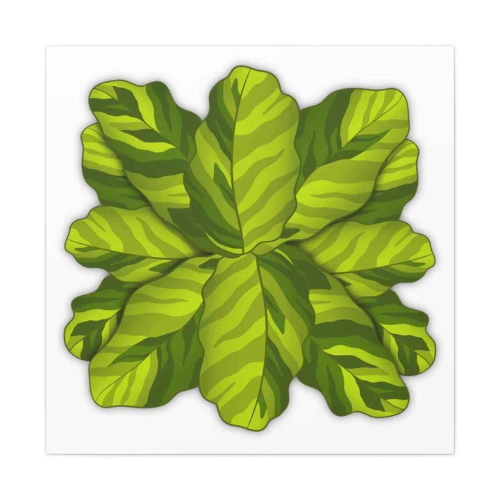 Calathea Yellow Fusion Canvas – Botanical Canvas Print With Unique Leaf Pattern Art