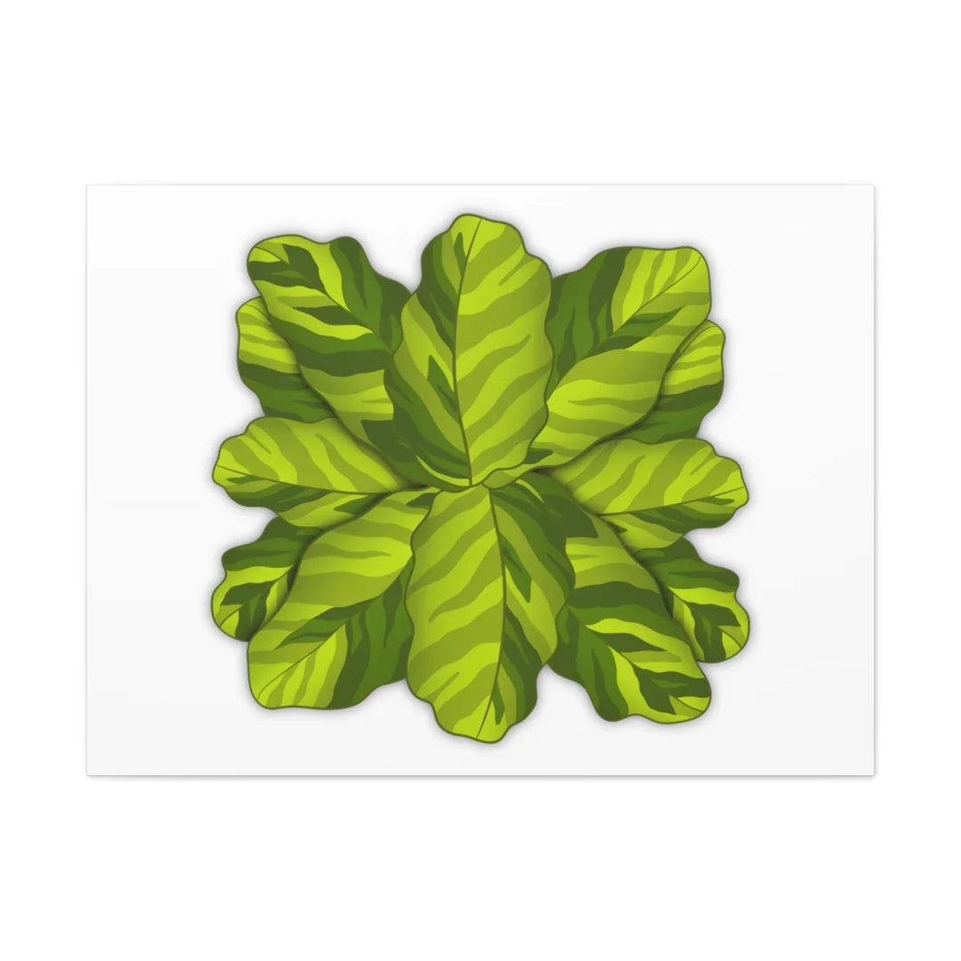 Calathea Yellow Fusion Canvas – Botanical Canvas Print With Unique Leaf Pattern Art - Laura Christine Photography & Design