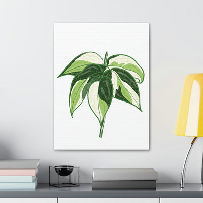 Philodendron 'Cream Splash' Canvas