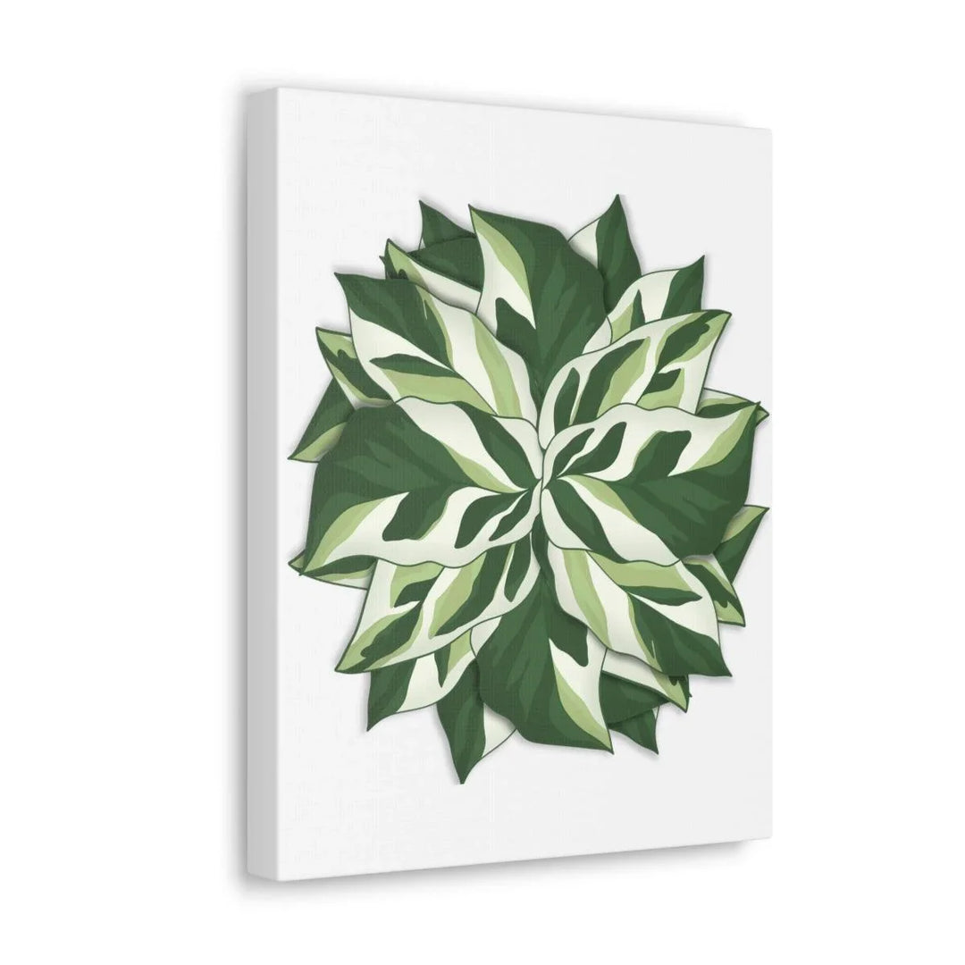 Calathea White Fusion Canvas | Indoor Wall Art - Matte Finish Botanical Canvas Art Print - Laura Christine Photography & Design