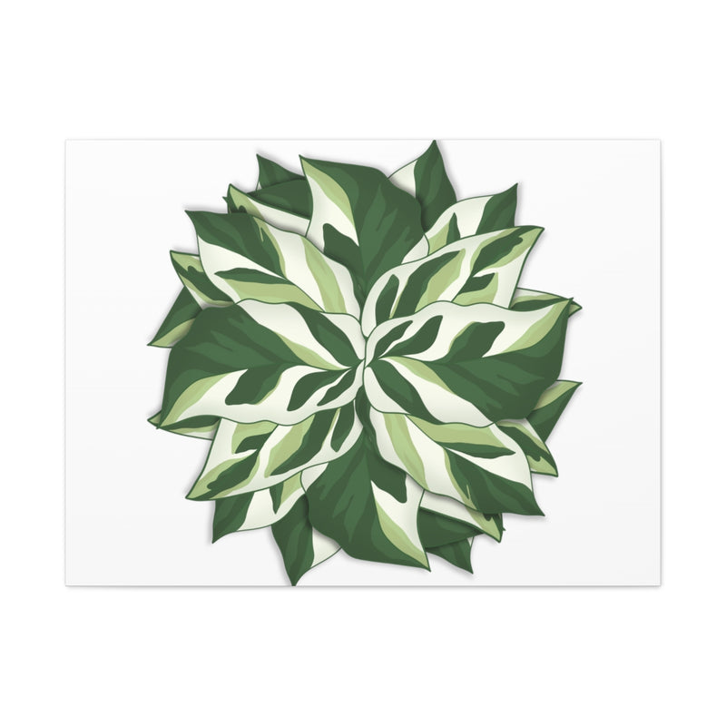 Calathea White Fusion Canvas