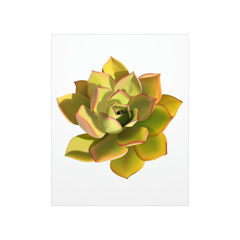 Noble Aeonium Succulent Print