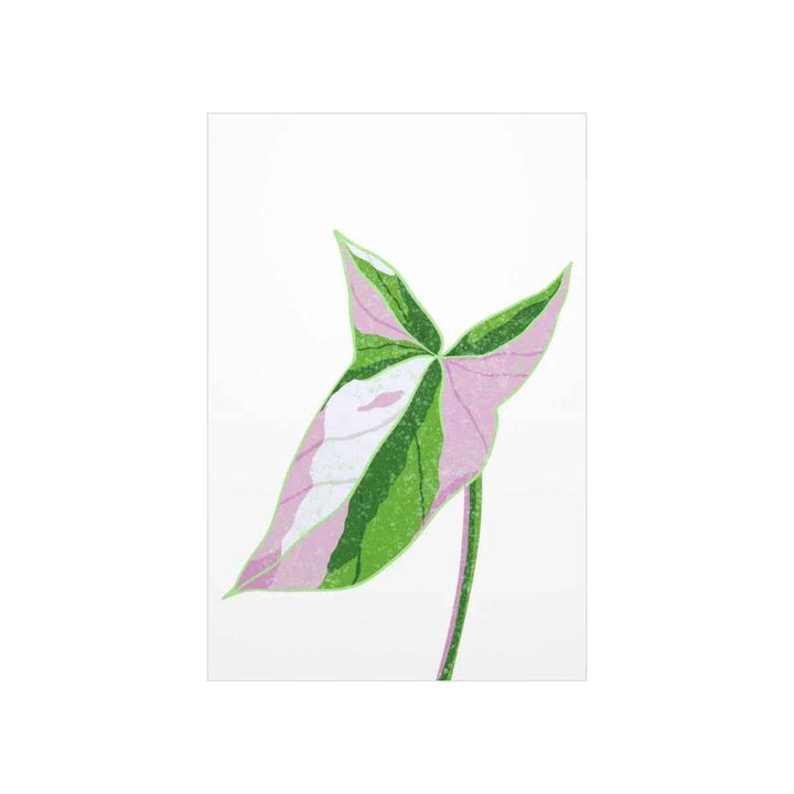 Syngonium Tricolor Print – Botanical Wall Art | Variegated Leaf Poster Unframed
