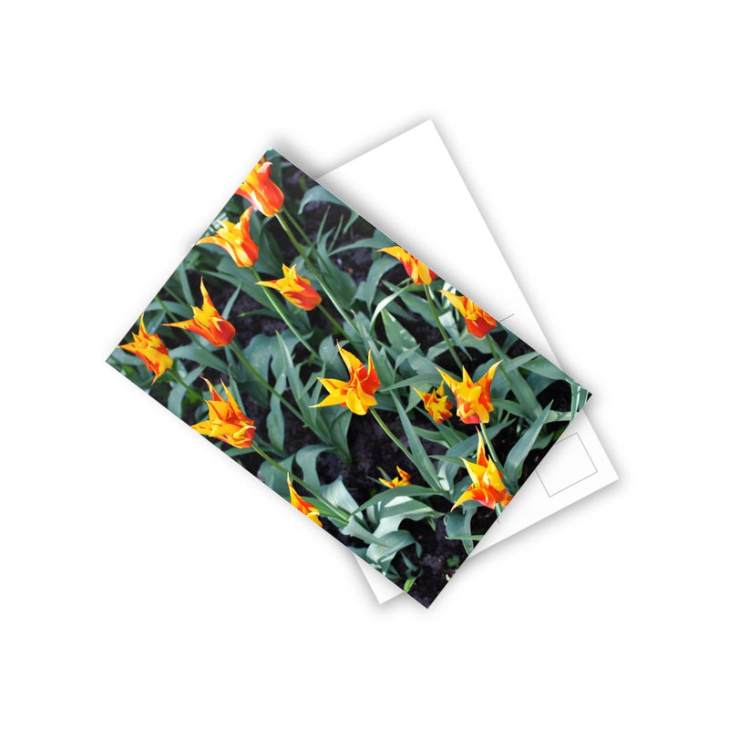 Firework tulips - Postcard, 10-pack, Paper products, Printify, Back to School, Home & Living, Indoor, Matte, Paper, Posters, Laura Christine Photography & Design, laurachristinedesign.com