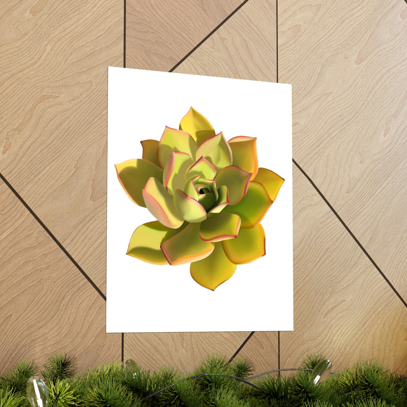 Noble Aeonium Succulent Print