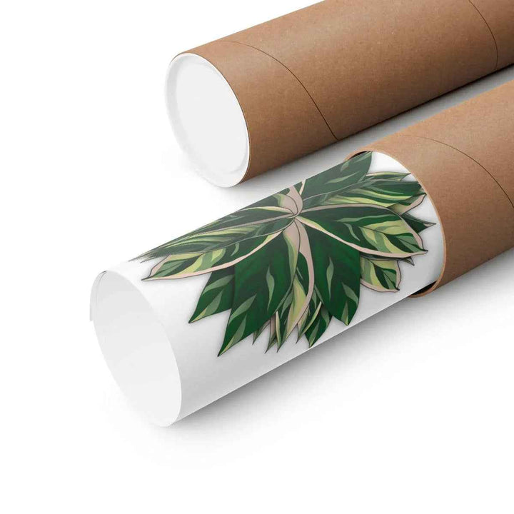 Stromanthe Triostar Print – Tropical Wall Art | Botanical Poster on Museum Grade Paper Unframed