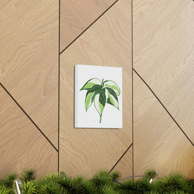 Philodendron 'Cream Splash' Canvas