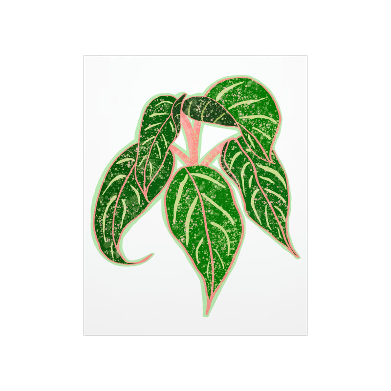 Impresión de la planta de Aglaonema