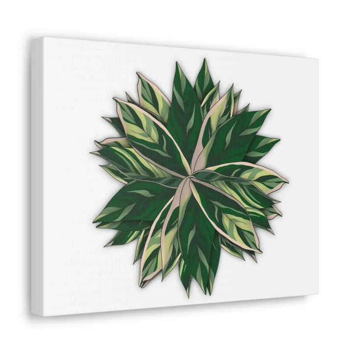 Stromanthe Triostar Canvas - Pastel Stripe Canvas Art Print With Vivid Color Artwork - Laura Christine Photography & Design