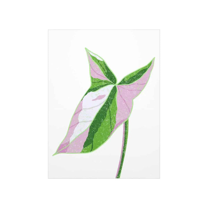 Syngonium Tricolor Print – Botanical Wall Art | Variegated Leaf Poster Unframed