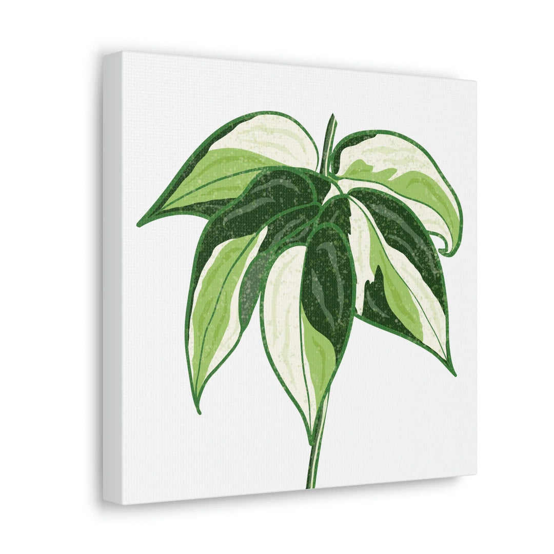 Philodendron Canvas Print - Cream Splash Variegated Plant Art on Matte Cotton Canvas