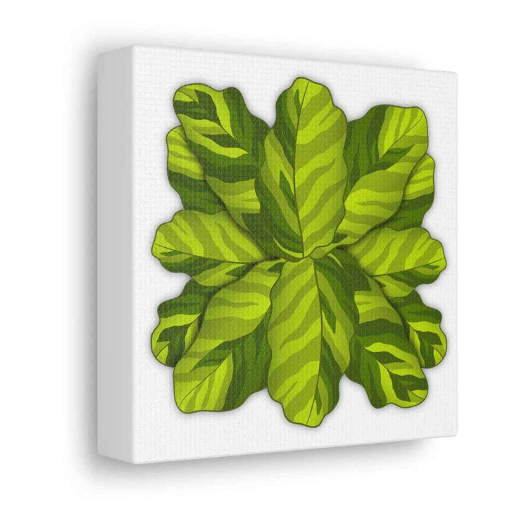 Calathea Yellow Fusion Canvas – Botanical Canvas Print With Unique Leaf Pattern Art