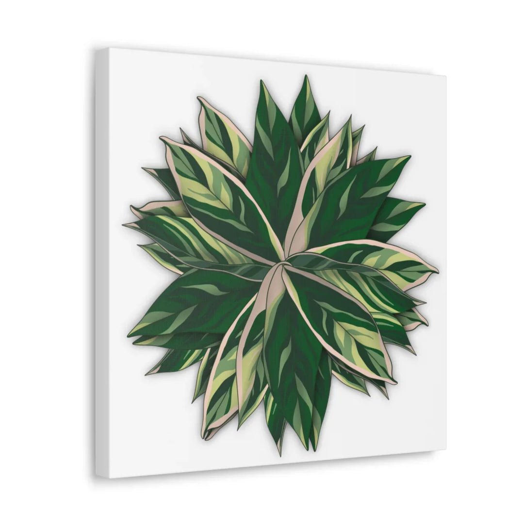 Stromanthe Triostar Canvas - Pastel Stripe Canvas Art Print With Vivid Color Artwork - Laura Christine Photography & Design