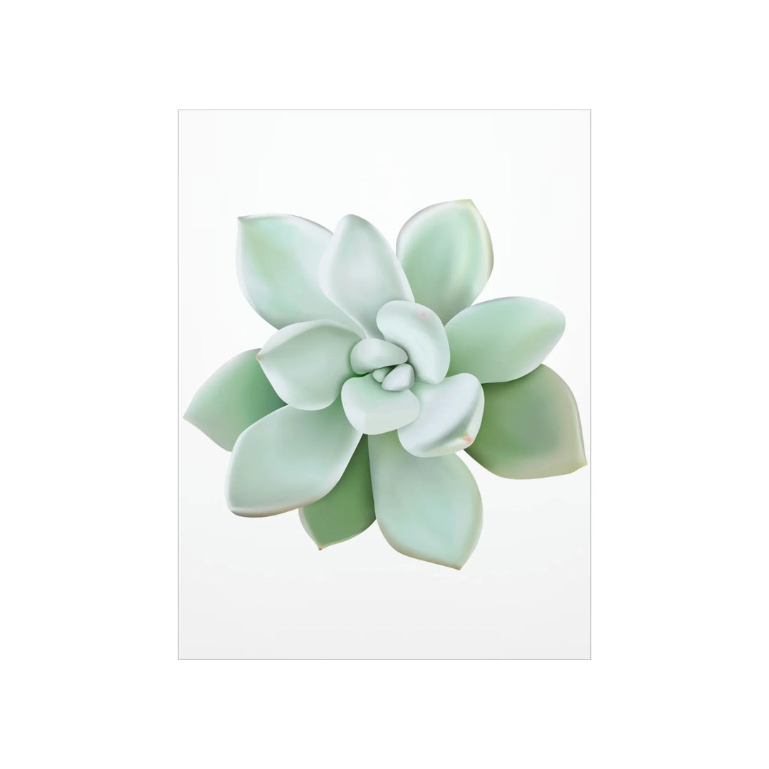 Succulent Wall Art - Pachyveria Haagei Botanical Poster on Museum Grade Paper