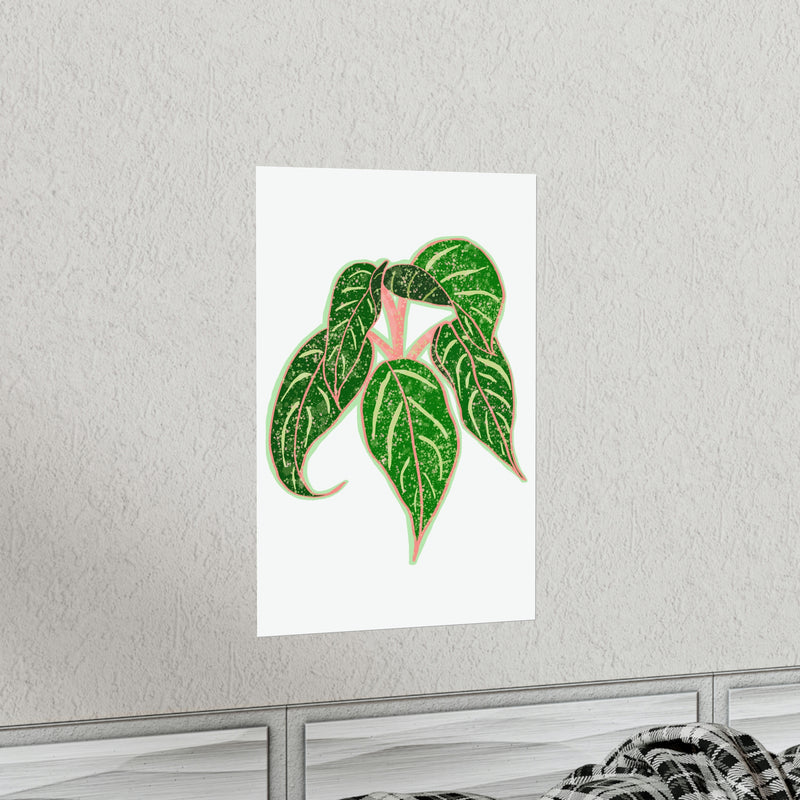 Aglaonema Sparkling Sarah Print