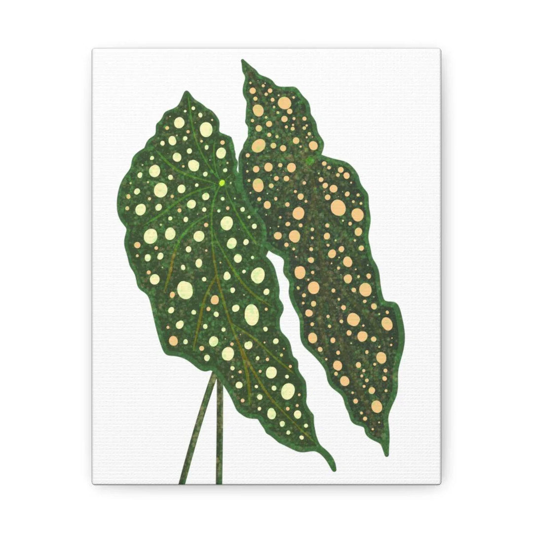 Begonia Maculata Canvas | Premium Canvas Art Print - Matte Finish, Durable Wall Decor - Laura Christine Photography & Design