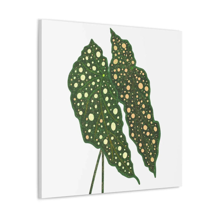 Begonia Maculata Canvas | Premium Canvas Art Print - Matte Finish, Durable Wall Decor - Laura Christine Photography & Design