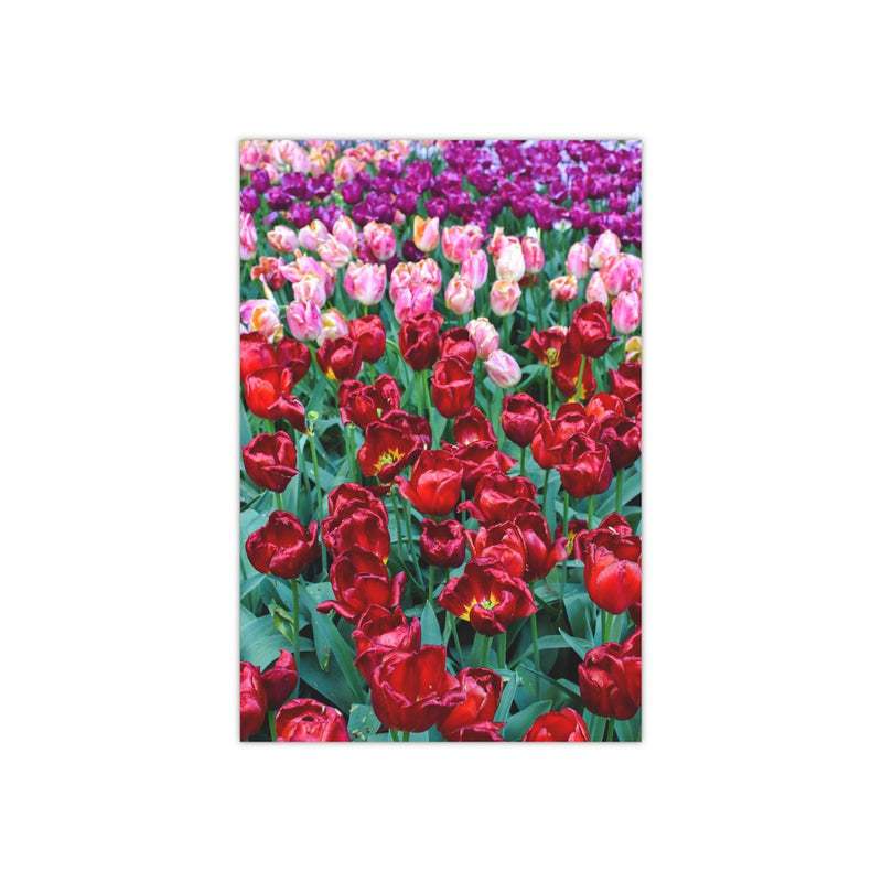 Pink, purple, and red tulips 