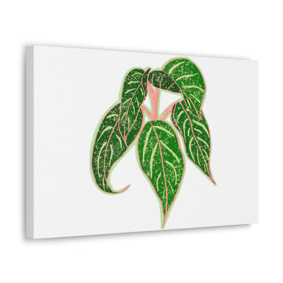 Aglaonema Sparkling Sarah Plant Canvas