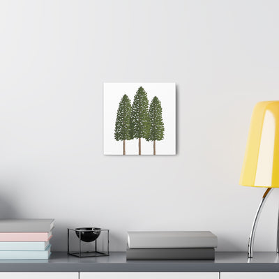 Ponderosa Pine Canvas