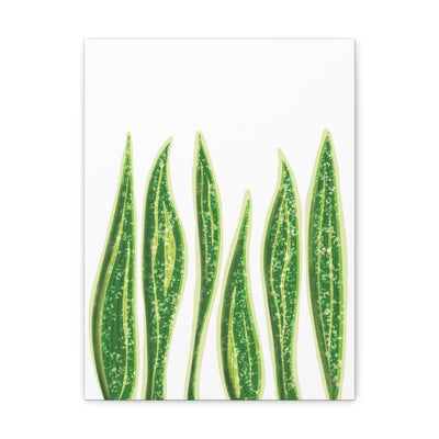 Snake Plant Canvas