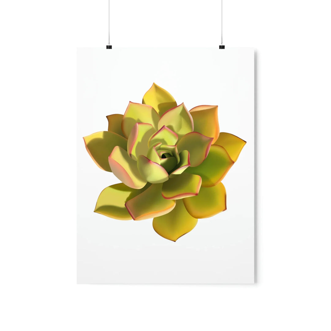 Noble Aeonium Print – Vibrant Succulent Wall Art on Museum-Grade Paper Poster Unframed