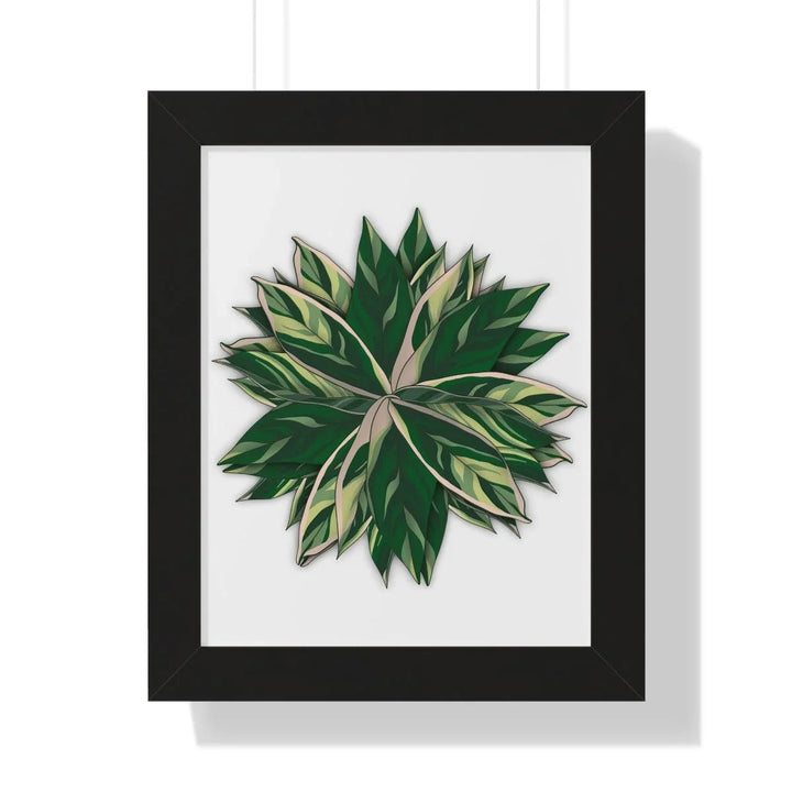 Stromanthe Triostar Framed Print, Poster, Laura Christine Photography & Design, Framed, Home & Living, Indoor, Paper, Posters, Laura Christine Photography & Design, laurachristinedesign.com