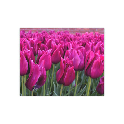 Magenta tulips - Photo Poster, Poster, Printify, Art & Wall Decor, Home & Living, Paper, Poster, Posters, Laura Christine Photography & Design, laurachristinedesign.com