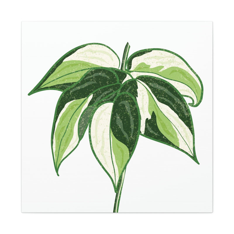 Philodendron &