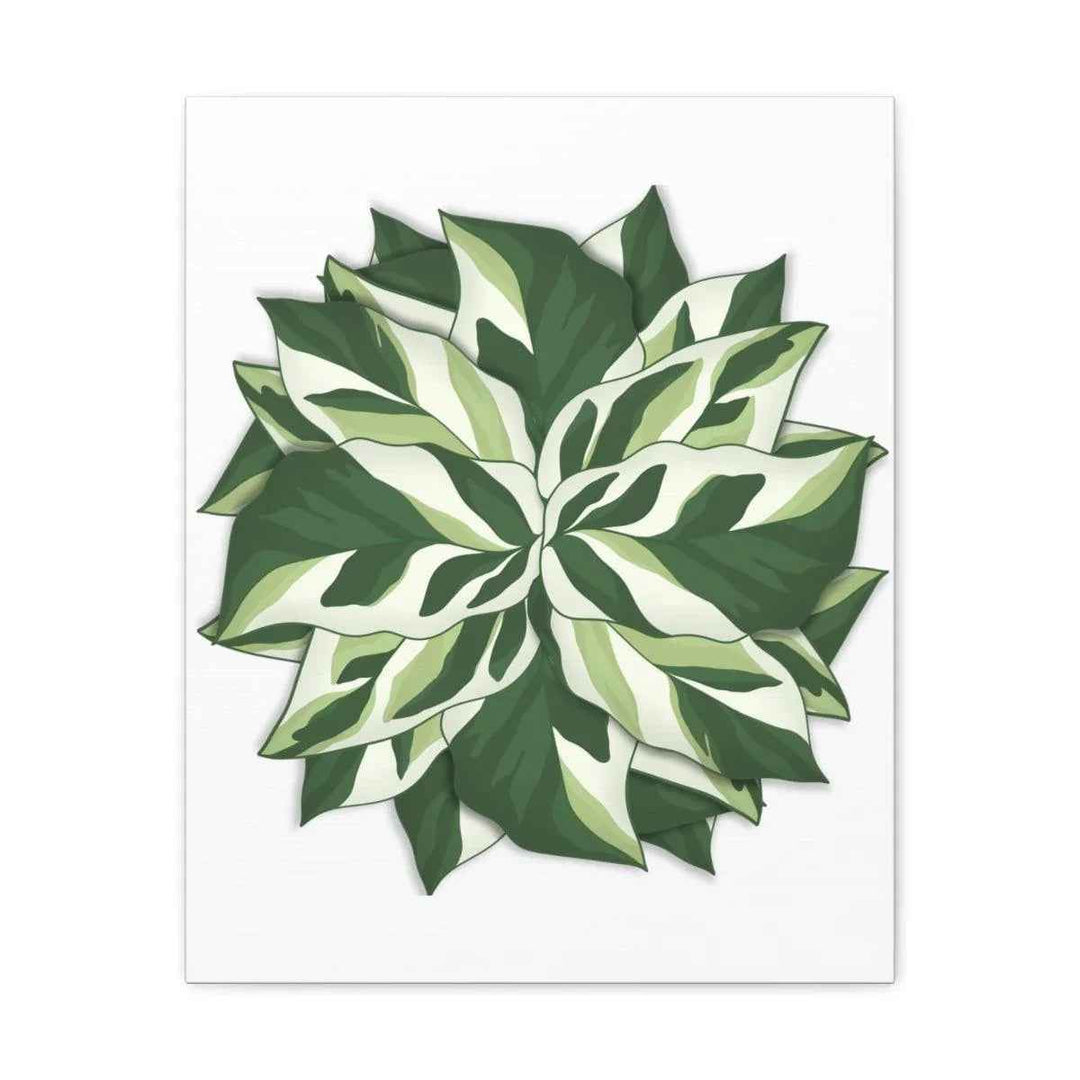 Calathea White Fusion Canvas | Indoor Wall Art - Matte Finish Botanical Canvas Art Print