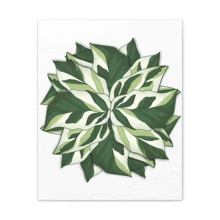 Calathea White Fusion Canvas | Indoor Wall Art - Matte Finish Botanical Canvas Art Print