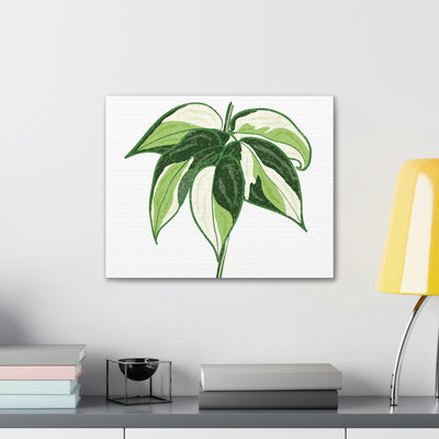 Philodendron 'Cream Splash' Canvas