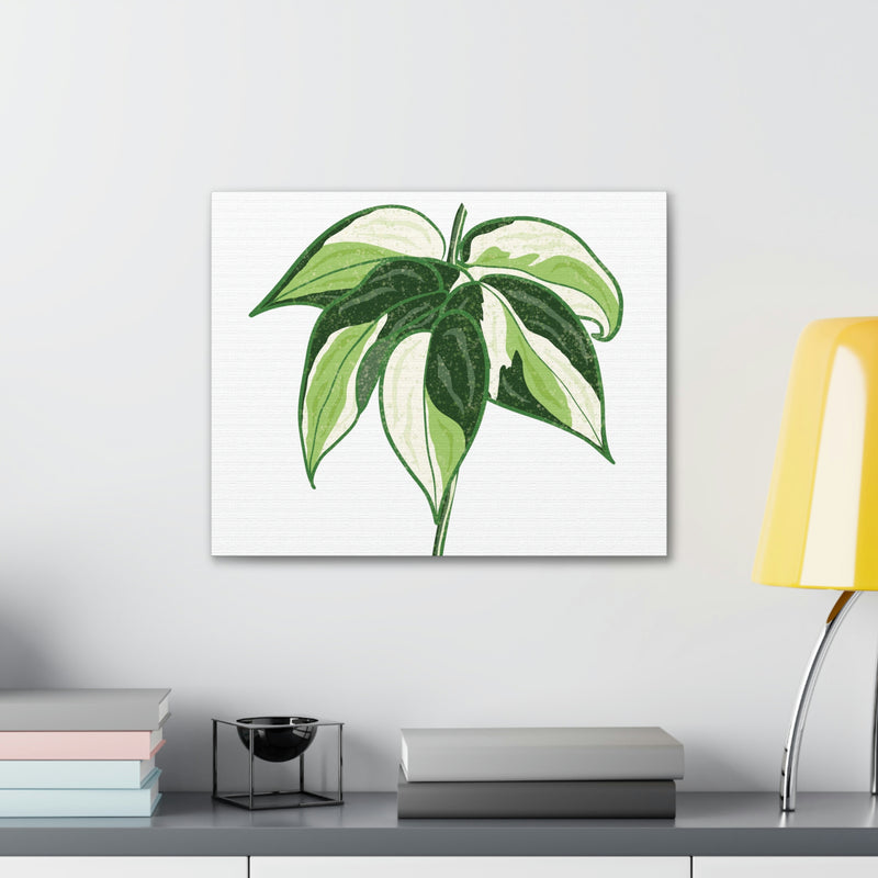 Philodendron &